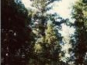 天狗杉の写真1