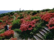 室根山のツツジの写真1