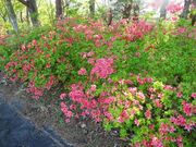 普代村のツツジの写真3