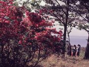 普代村のツツジの写真4