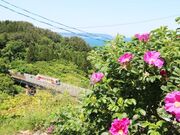 浜茄子の写真2
