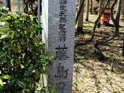 国指定天然記念物「藤島のフジ」の写真1