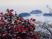 大島の椿の写真1
