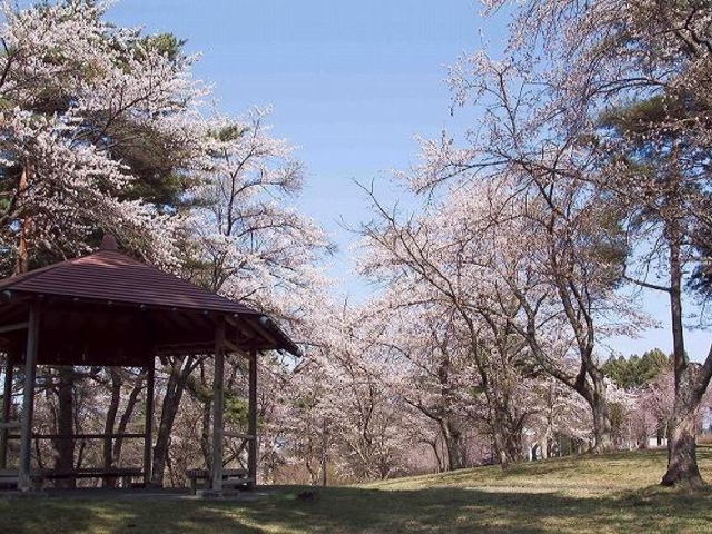 舘野公園の桜_舘野公園の桜