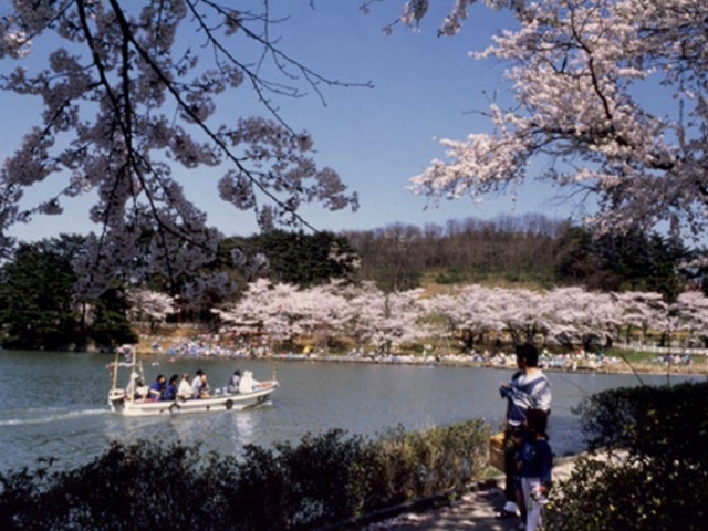 高松公園の桜