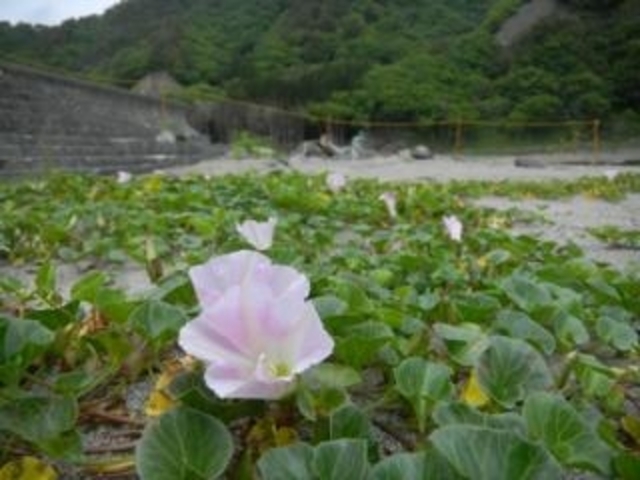 田野畑村のハマヒルガオの写真1