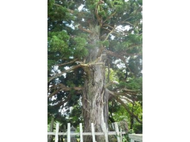 関の大杉の写真1
