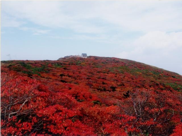 船形山の紅葉と高山植物の写真1