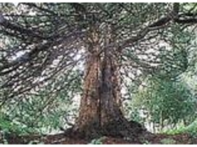 祇劫寺のコウヤマキの写真1