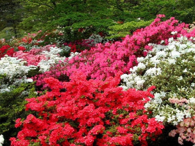 能代公園のツツジ_能代公園のツツジ