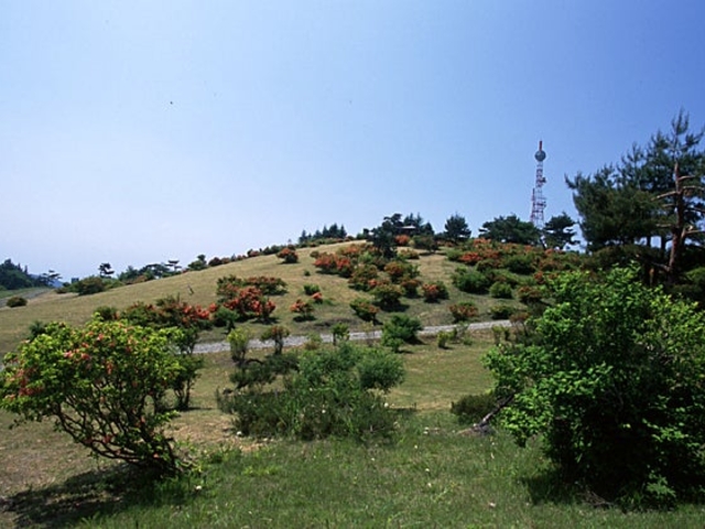 背炙山のツツジ