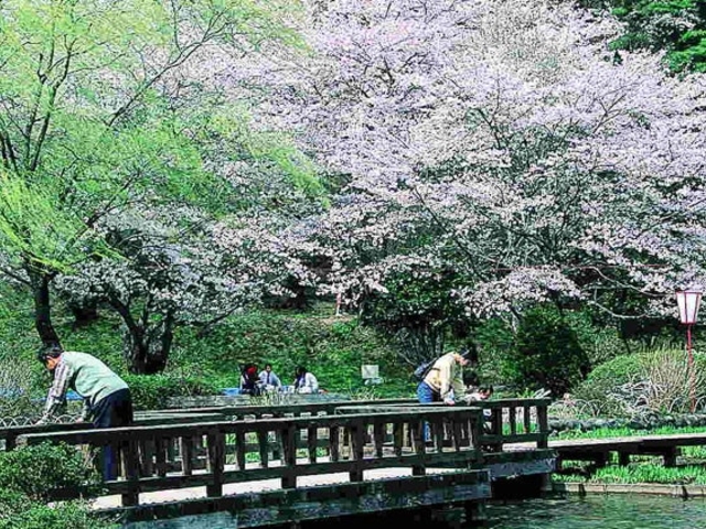 烏が森公園のさくらの写真1