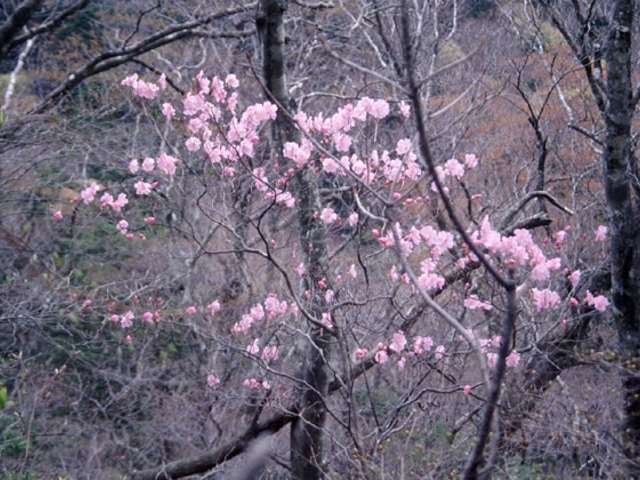 塩原前山のヤシオツツジの写真1