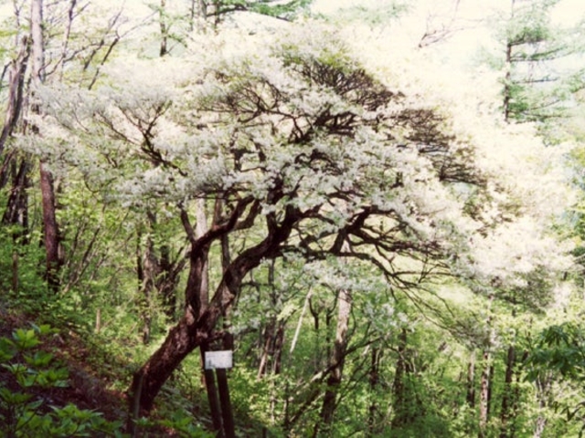 高山のゴヨウツツジ