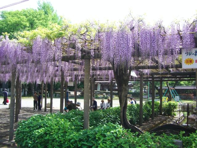 拝島のフジ