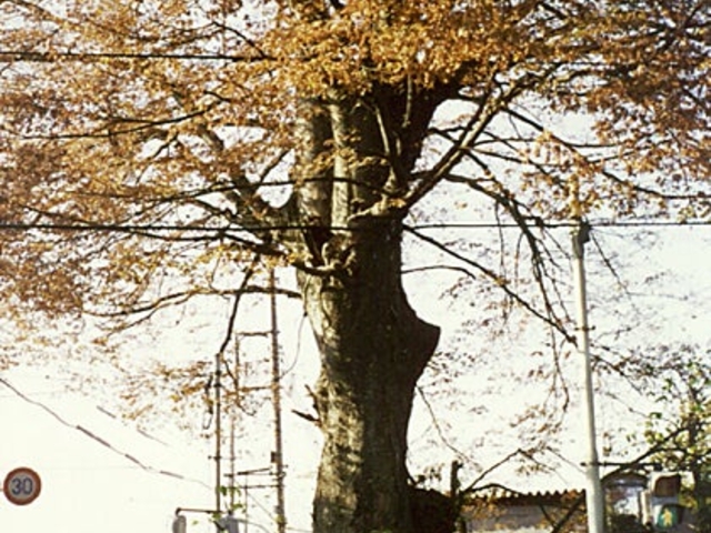 万年橋のケヤキの写真1