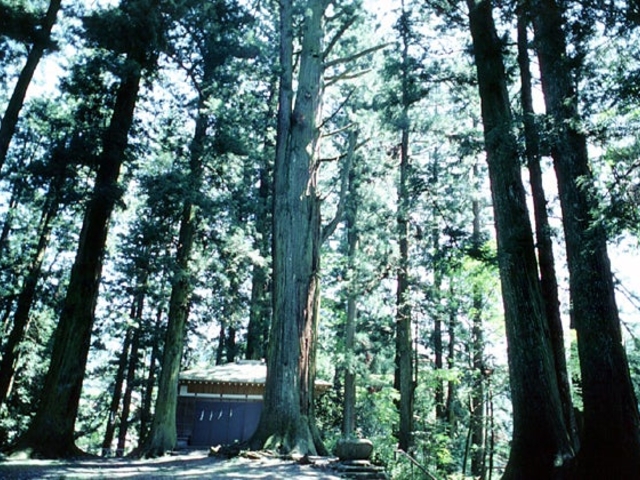 一の宮神社の社叢_一宮神社の社叢