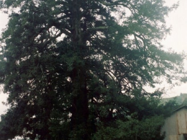 杉沢の大カヤの写真1