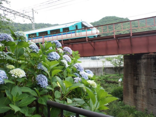 山中渓の桜_山中渓