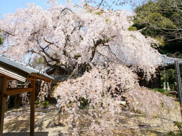 山中渓の紫陽花_山中渓