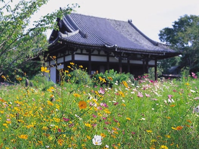 般若寺のヤマブキ