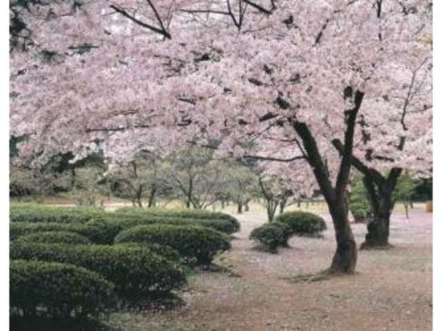 栗林公園の桜_栗林公園の桜
