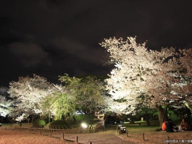 桜のライトアップ_栗林公園の桜