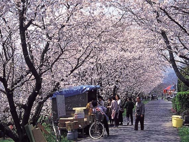 吉田河原桜の写真1