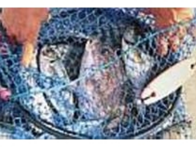 魚の大物は5匹迄、小物は無制限追加料金無_篠島つり天国
