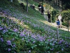 向原のカタクリの写真1