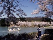 高松公園の桜の写真1