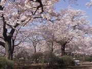 水沢公園のヒガン系桜群の写真1