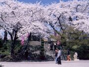 紫波城山公園の桜群の写真1