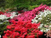 能代公園のツツジの写真1