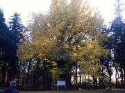公孫樹(城山公園のいちょう)の写真1