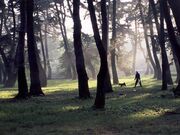 敷島公園松林の写真1