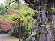 上日寺のイチョウの写真2