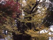 上日寺のイチョウの写真3