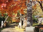 上日寺のイチョウの写真1