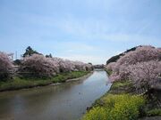 勝間田川堤の桜並木の写真1