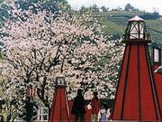 勝間田川堤の桜並木の写真2