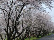 吉田河原桜の写真2