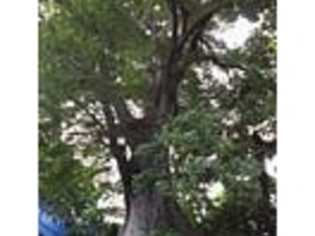 羽村橋のケヤキ