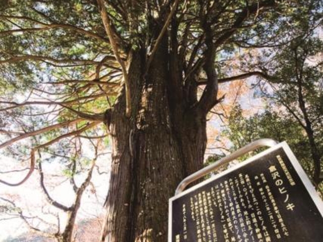 倉沢のヒノキ_倉沢のヒノキ