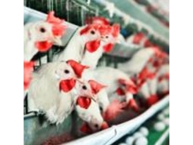 神奈川中央養鶏農業協同組合の写真1