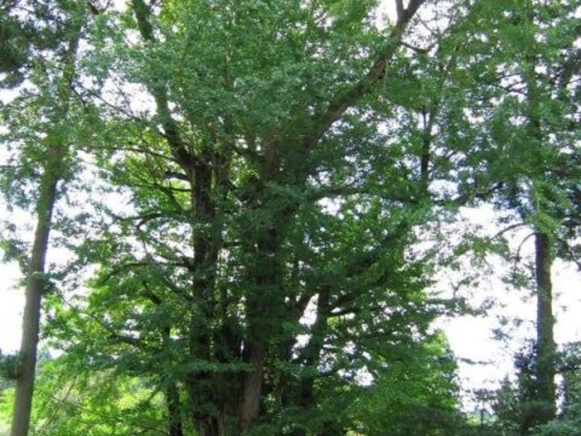 大峰神社のイチョウの写真1