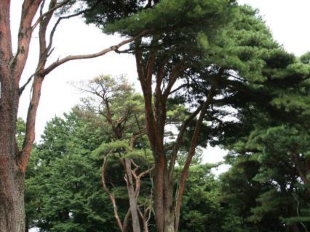 うつくし松_平松のウツクシマツ自生地