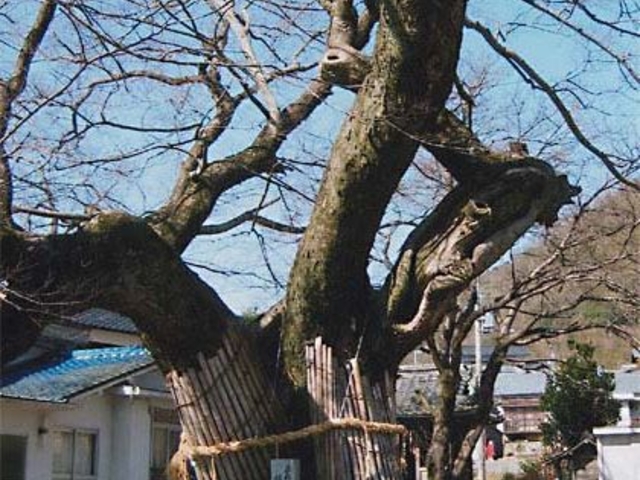 植木野天神のムクの木の写真1