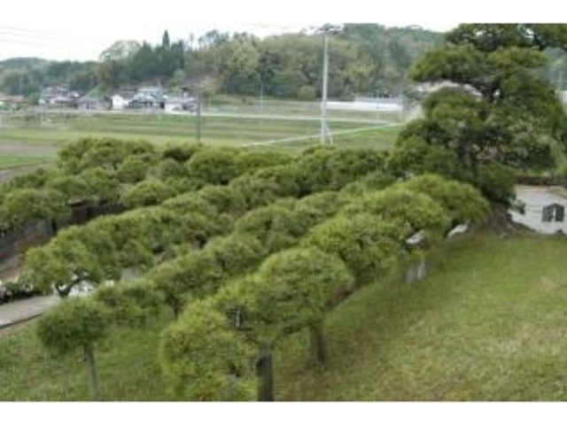 孔雀松_照円寺の孔雀松