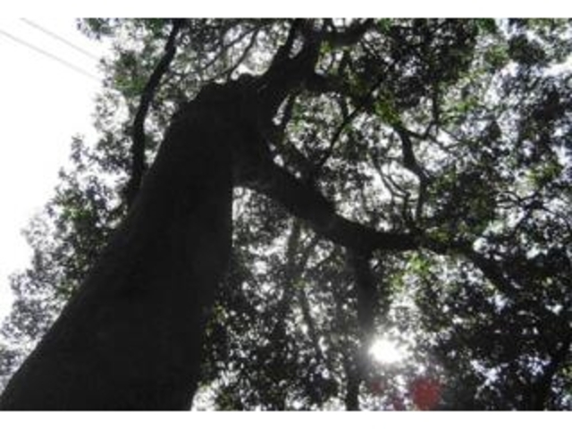 福瀬神社ハナガガシの写真1